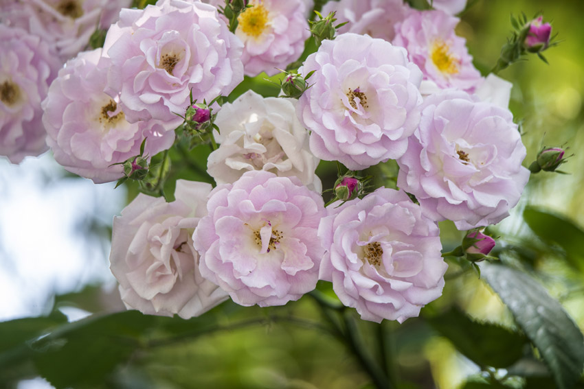 上海市嘉定區(qū)にある絶対行きたい長(zhǎng)さ12キロのバラの垣根