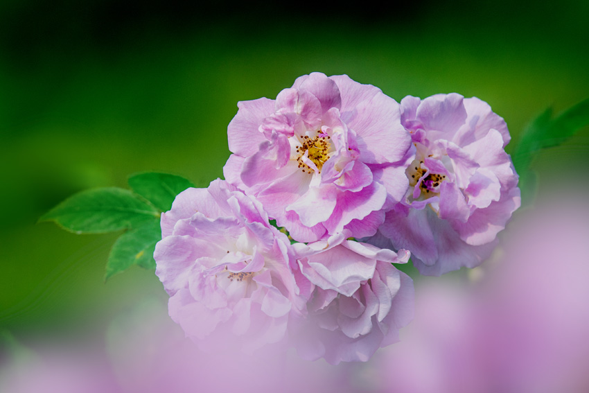 上海市嘉定區(qū)にある絶対行きたい長さ12キロのバラの垣根