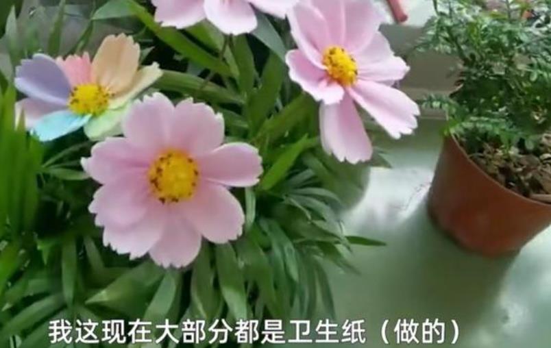 美しい花の正體はトイレットペーパー??？　河南省洛陽