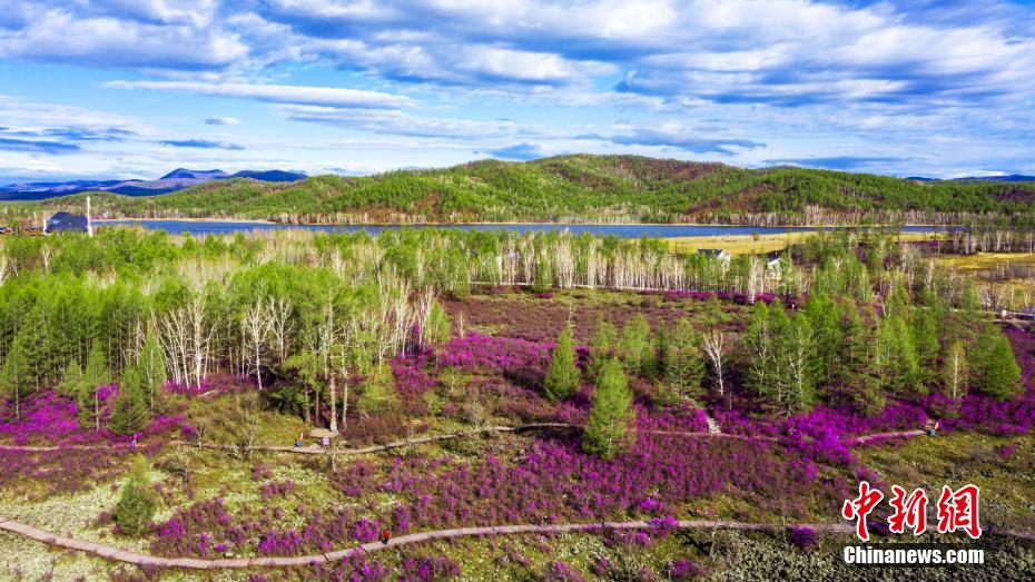 內(nèi)蒙古大興安嶺森林區(qū)のツツジ満開に
