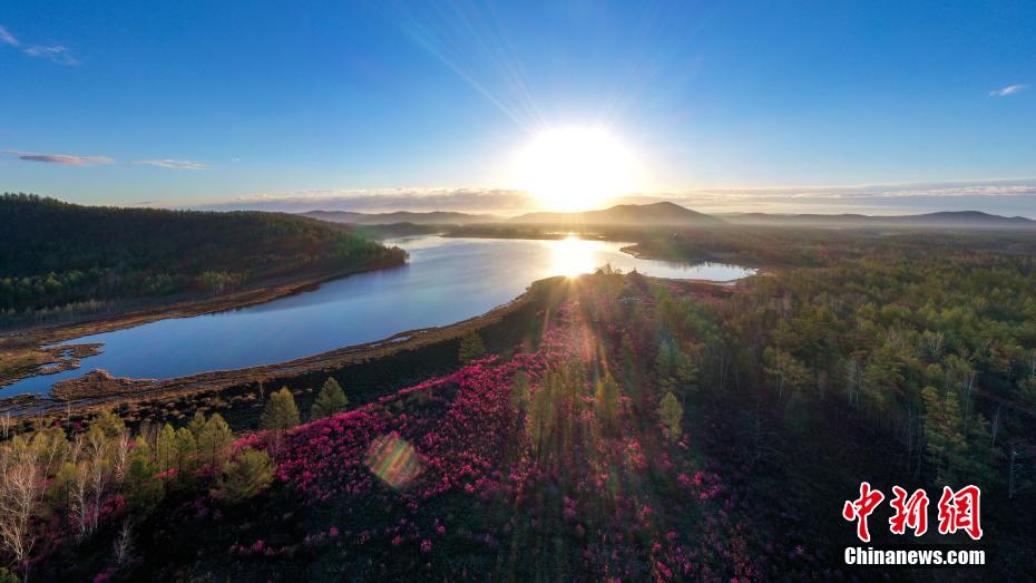內(nèi)蒙古大興安嶺森林區(qū)のツツジ満開(kāi)に