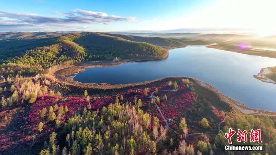 內(nèi)蒙古大興安嶺森林區(qū)のツツジ満開に