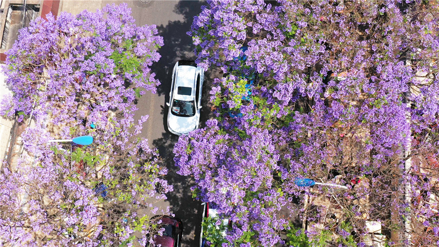 ジャカランダ?ミモシフォリアの花が満開に　初夏の香り漂う昆明市