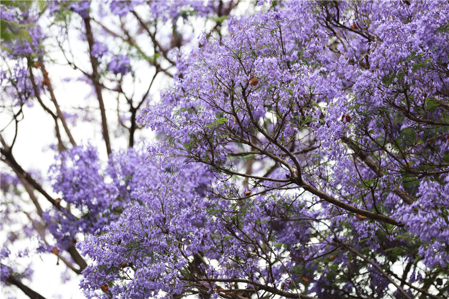 ジャカランダ?ミモシフォリアの花が満開(kāi)に　初夏の香り漂う昆明市