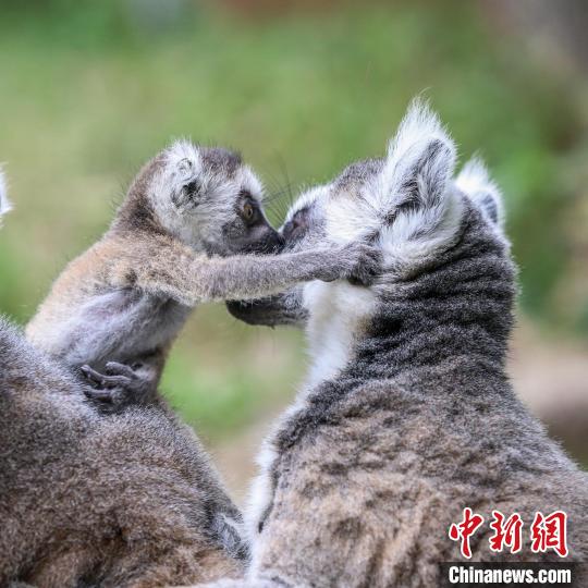 動物親子が仲良く迎えた「母の日」　重慶