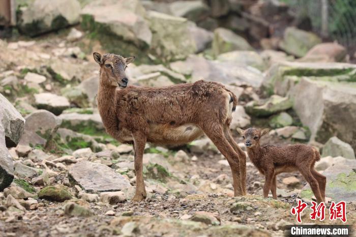 動(dòng)物親子が仲良く迎えた「母の日」　重慶