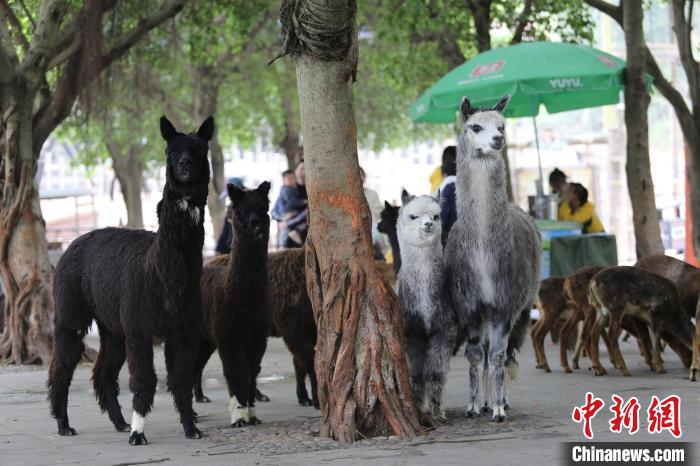 動(dòng)物親子が仲良く迎えた「母の日」　重慶