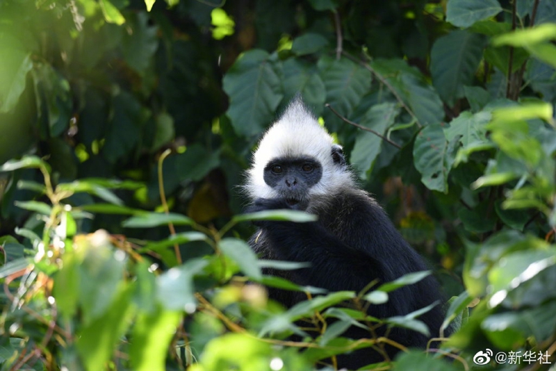 中國(guó)、ゴールデンヘデッドラングールの全ゲノム配列を取得
