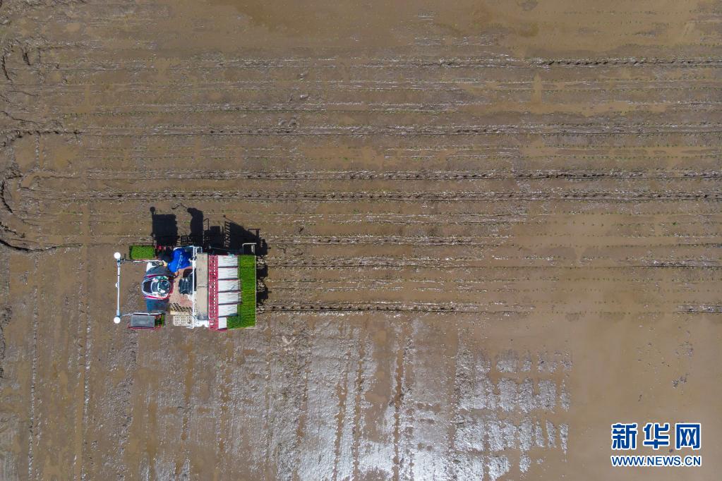 北斗衛(wèi)星測(cè)位システム、黒竜江省の自動(dòng)運(yùn)転田植機(jī)をサポート