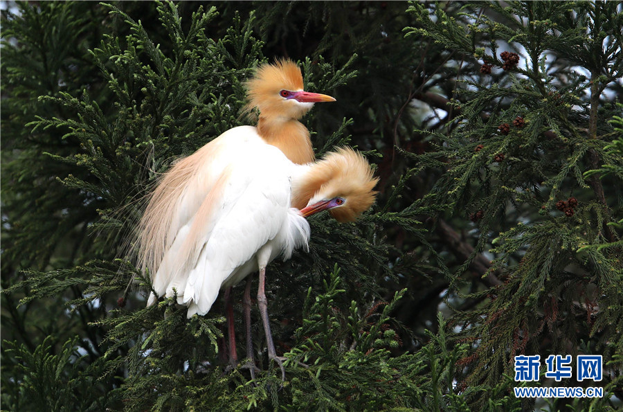 美しいシラサギを鑑賞　雲(yún)南省臨滄玉竜湖畔