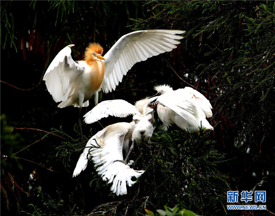 美しいシラサギを鑑賞　雲(yún)南省臨滄玉竜湖畔