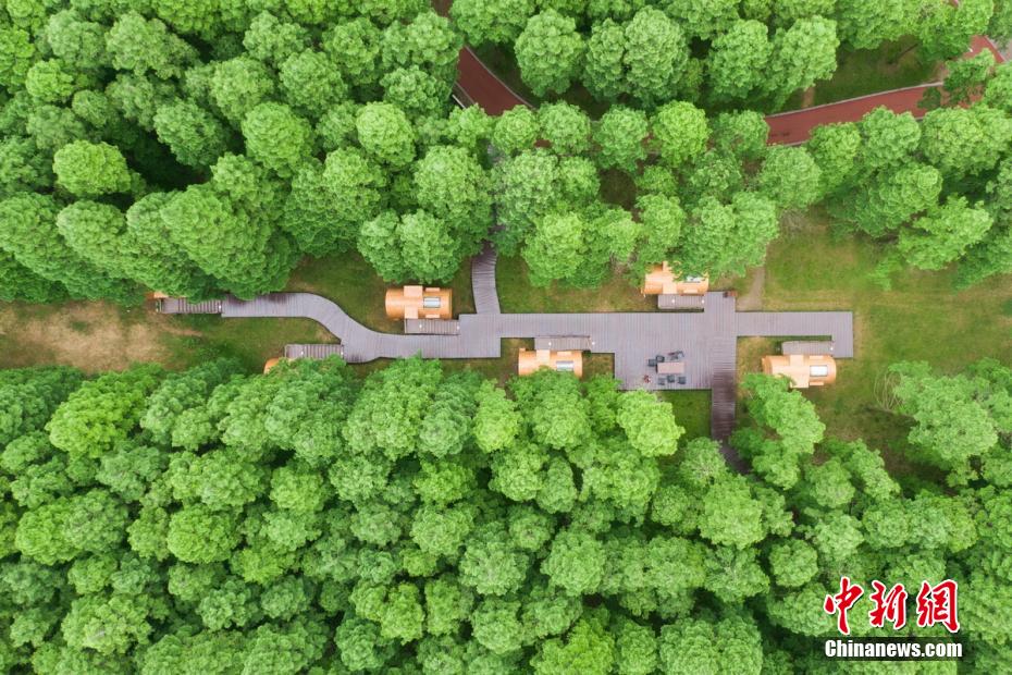 江蘇省東臺(tái)黃海森林公園を上空から撮影