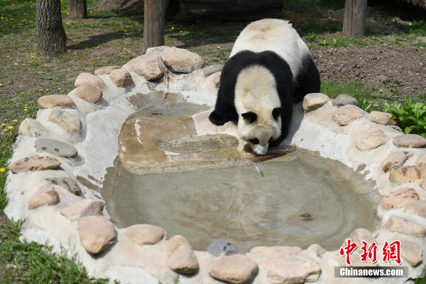 「のんびりした休日」を過(guò)ごすパンダ　吉林省長(zhǎng)春