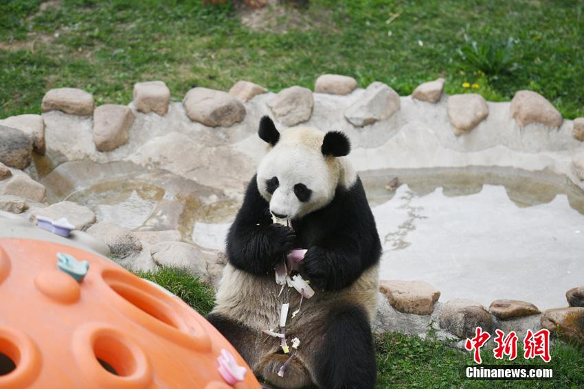 「のんびりした休日」を過ごすパンダ　吉林省長春