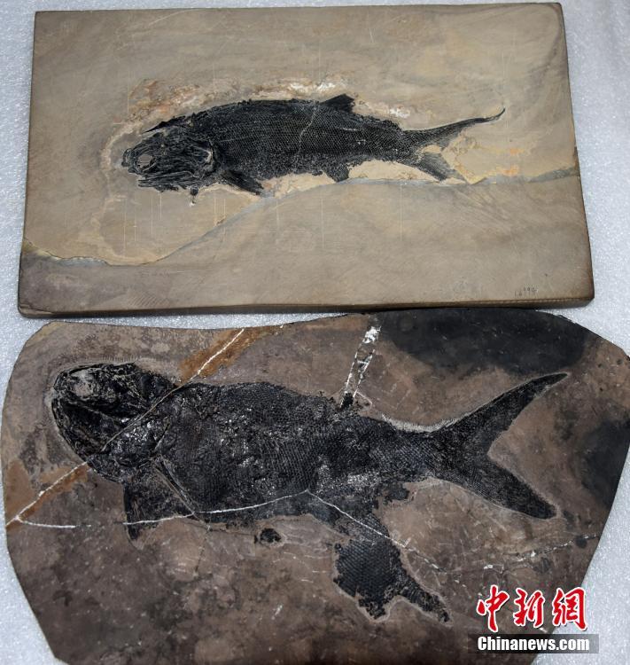 中國科學(xué)院が2億4400萬年前の大型古魚類の化石を発見
