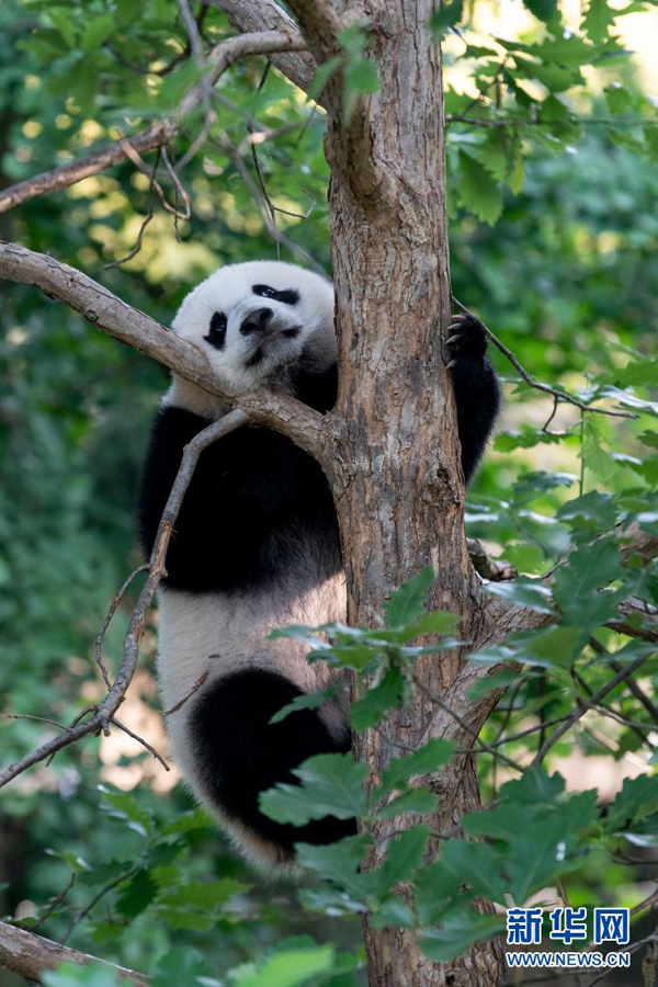 米國生まれの子パンダ、一般公開スタート