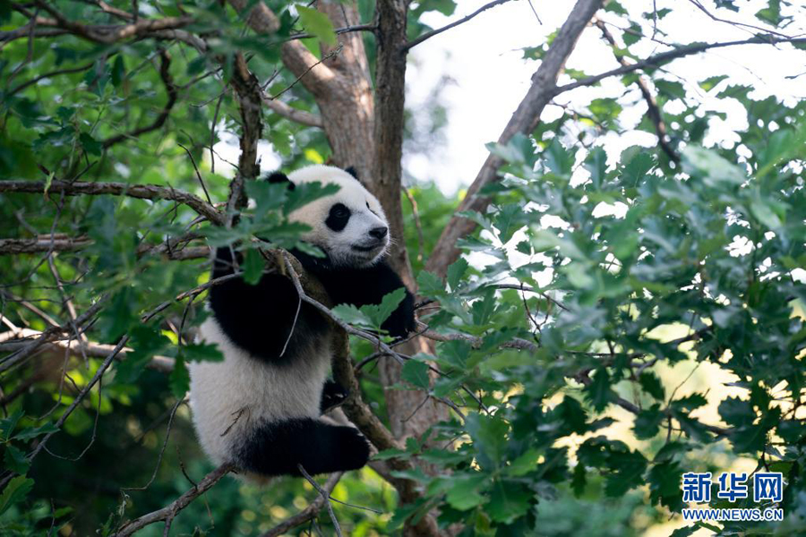 米國(guó)生まれの子パンダ、一般公開(kāi)スタート