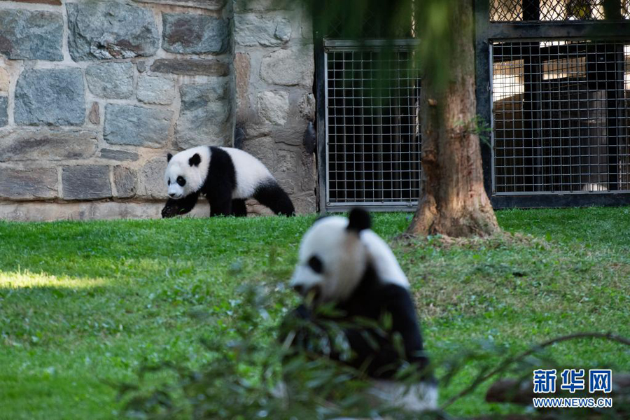 米國生まれの子パンダ、一般公開スタート