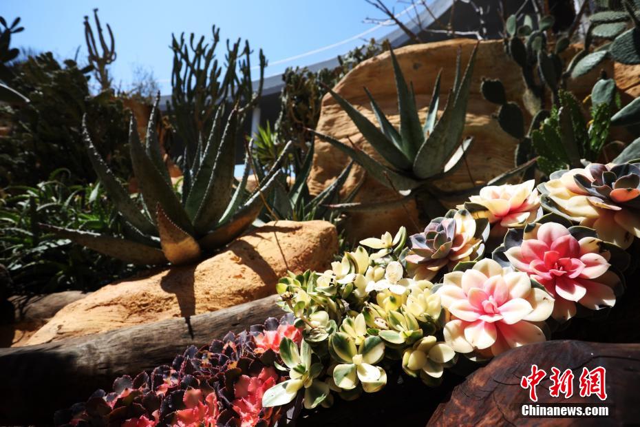 第10回中國(guó)花卉博覧會(huì)で「不思議な植物」を見(jiàn)よう