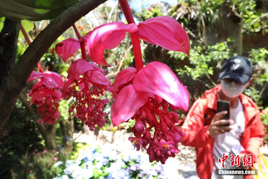 第10回中國(guó)花卉博覧會(huì)で「不思議な植物」を見(jiàn)よう