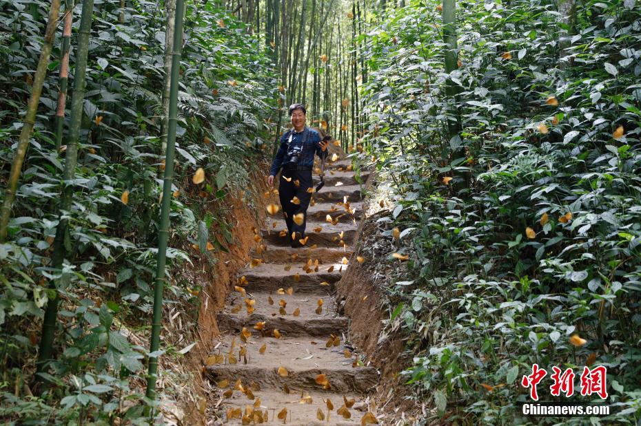 雲(yún)南省でワモンチョウ1億5千匹が一斉羽化　10年ぶり
