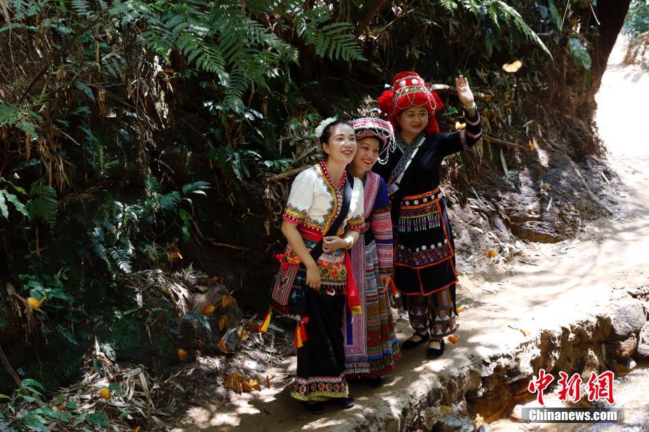 雲(yún)南省でワモンチョウ1億5千匹が一斉羽化　10年ぶり