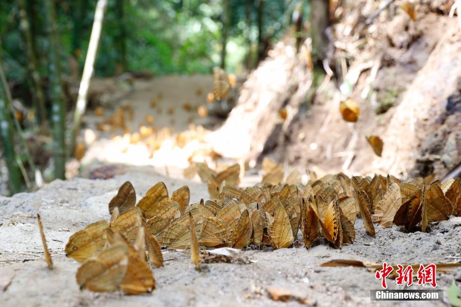 雲(yún)南省でワモンチョウ1億5千匹が一斉羽化　10年ぶり