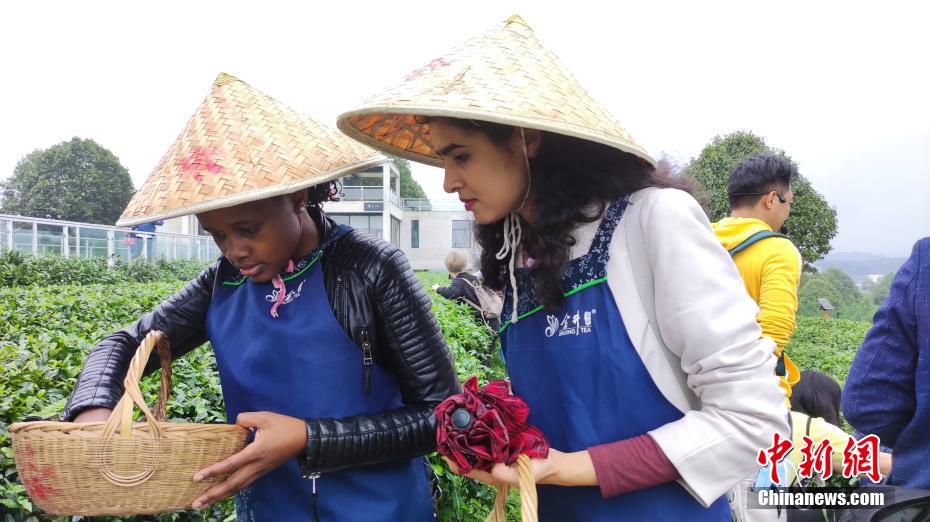 茶摘みのプロセス（撮影?張暁燕）。