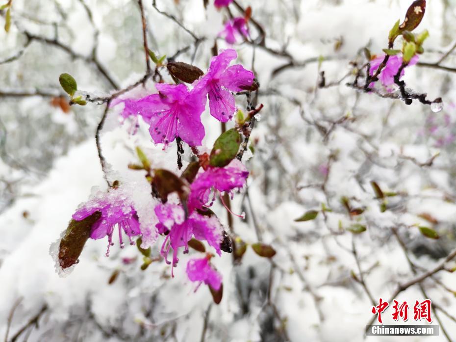 內(nèi)モンゴル大興安嶺に降雪　雪の中、ツツジを愛でる観光客