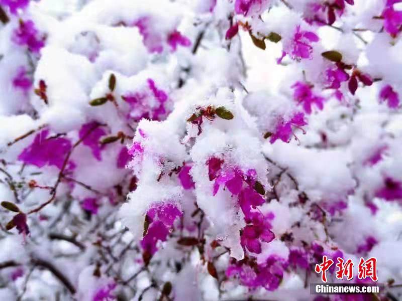 內(nèi)モンゴル大興安嶺に降雪　雪の中、ツツジを愛でる観光客