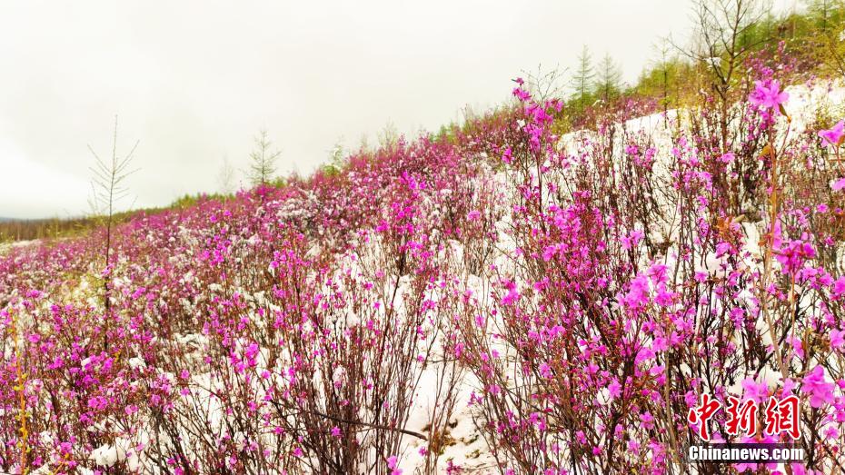 內(nèi)モンゴル大興安嶺に降雪　雪の中、ツツジを愛でる観光客