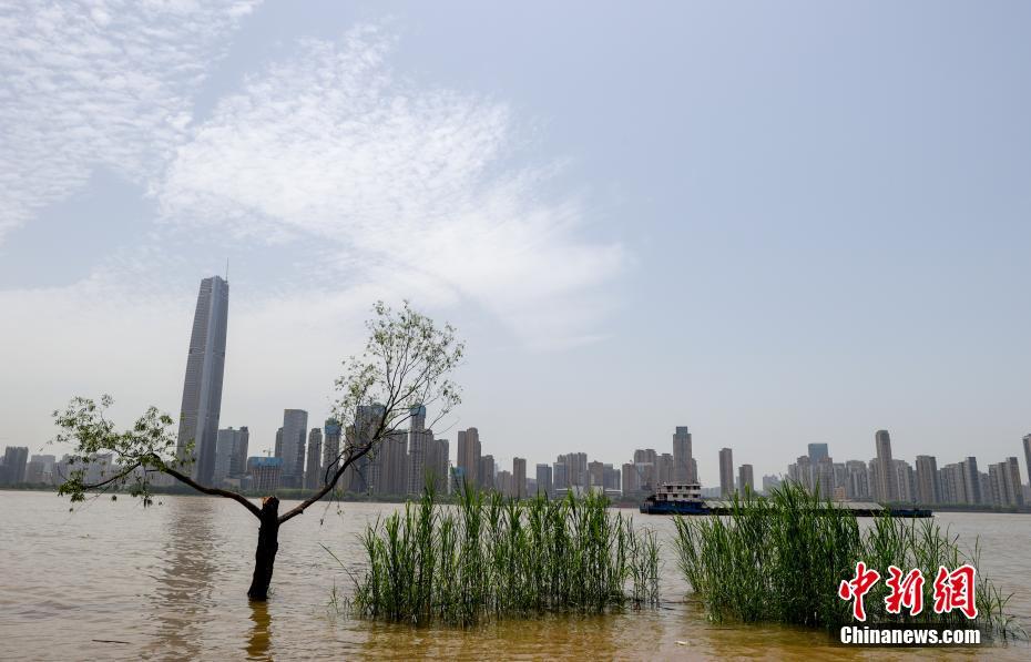 警戒レベルに近づく長江武漢區(qū)間の水位　湖北省