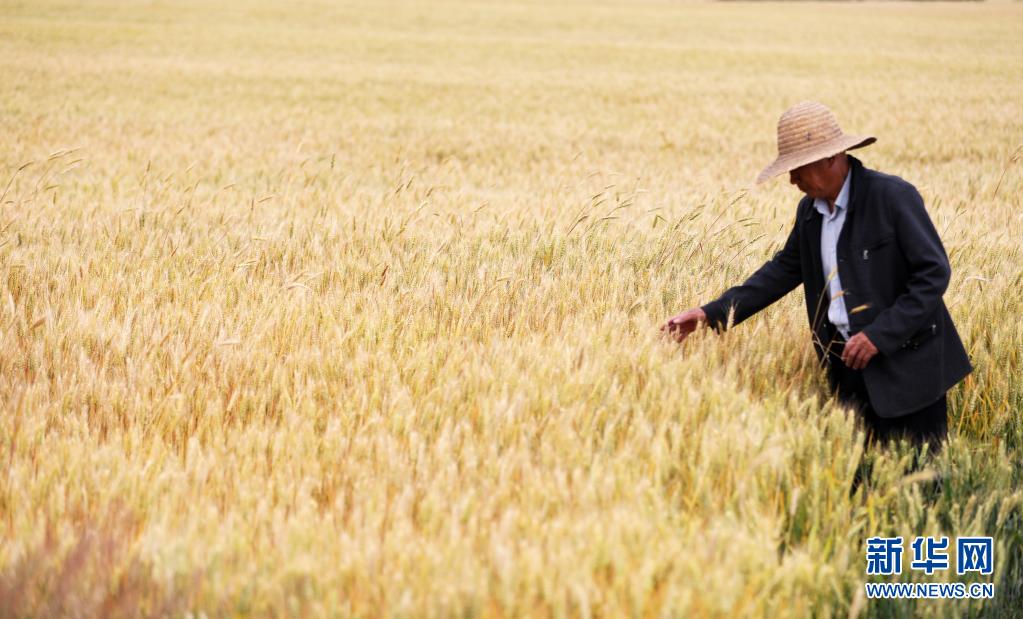 今夏の穀物も再び豊作の見込み