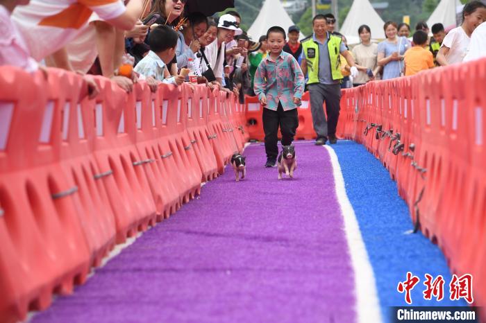 ミニブタを追い立てながらコース上を走る子供（撮影?陳超）。