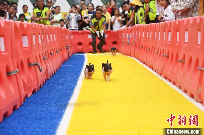 ミニブタと走ろう！ちびっこレース　重慶