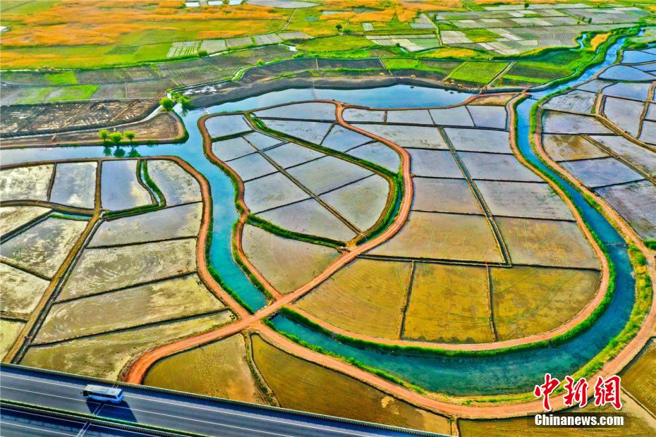 祁連山麓の色鮮やかな水田風(fēng)景（撮影?王將）。