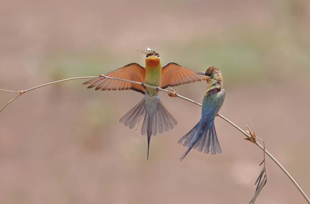 飛んできたメスにくちばしでくわえたチョウチョを「捧げる」ハリオハチクイ。