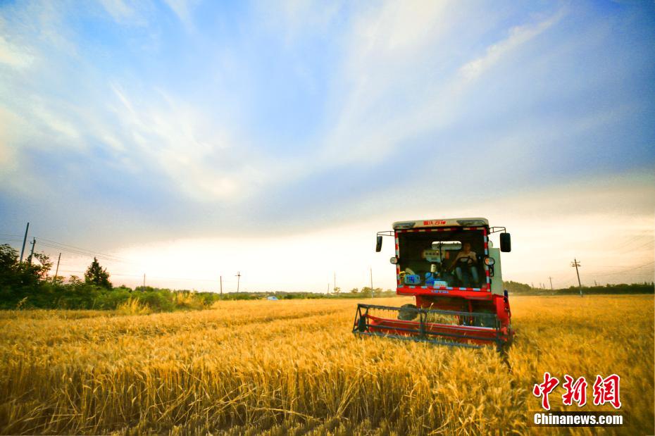 鉄道沿線も夏の収穫で大忙し　河南省南陽(yáng)