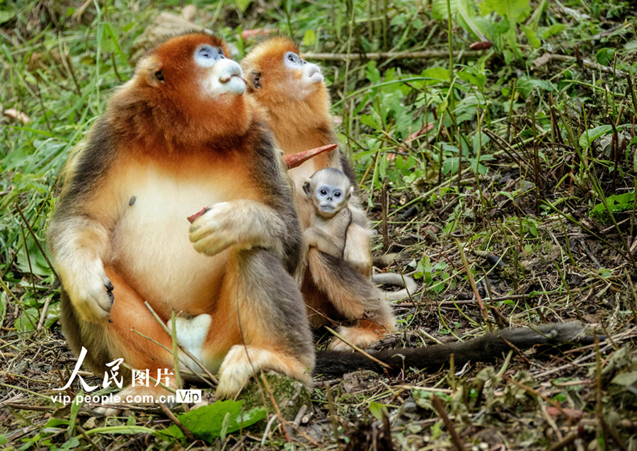 キンシコウの様々な姿を見(jiàn)てみよう！　四川省平武