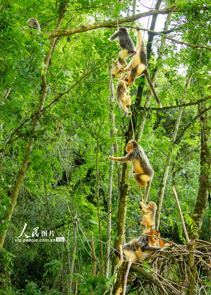 キンシコウの様々な姿を見(jiàn)てみよう！　四川省平武