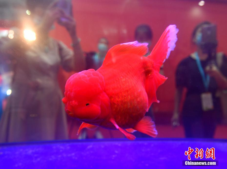 世界最大級のつみれ団子登場！福州國際「漁博會」開幕