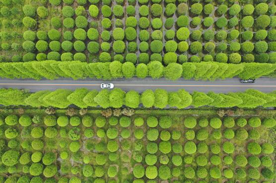 2021年4月2日、街路樹のアケボノスギが次々と芽吹く浙江省金華市武義県の美しい春景色（撮影?朱翬/人民図片）
