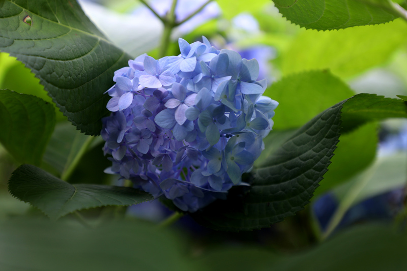 湖南省森林植物園で3萬株のアジサイが見頃