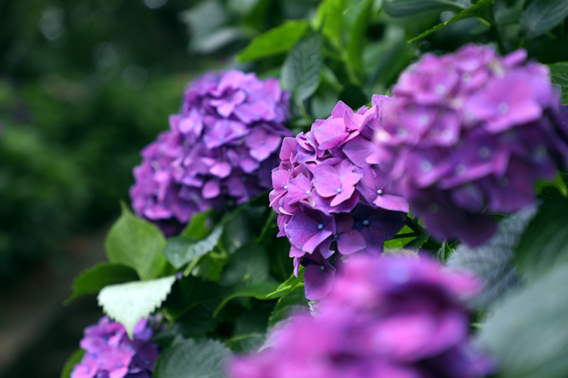 湖南省森林植物園で3萬(wàn)株のアジサイが見(jiàn)頃