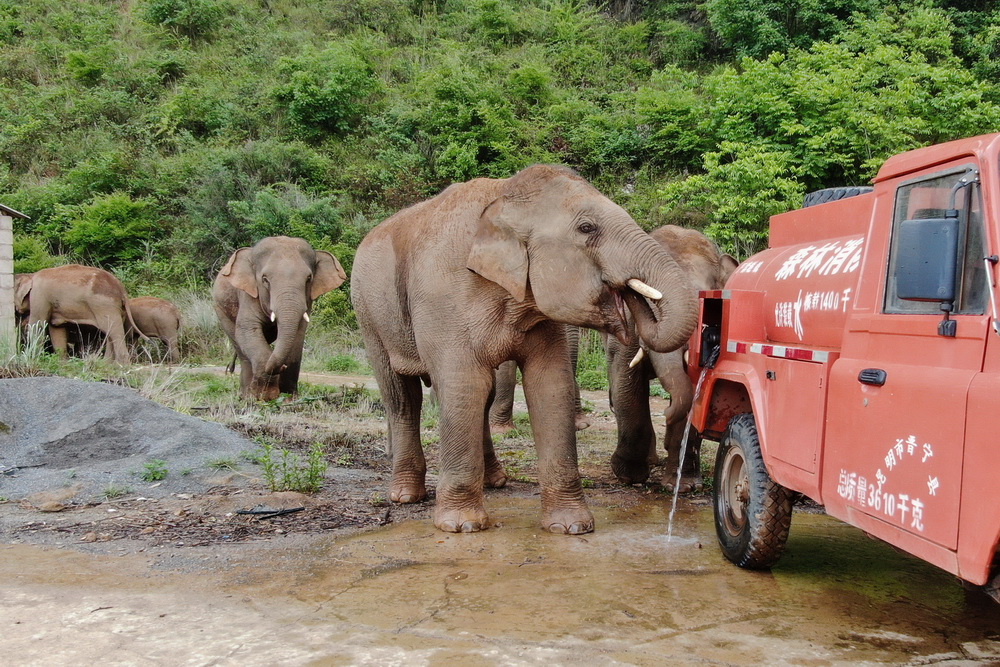 北上するゾウの群れが6日に西へ方向転換　雲(yún)南省