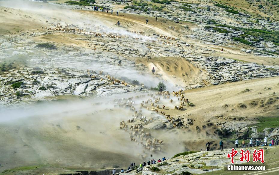 家畜百萬(wàn)頭が夏の放牧場(chǎng)へと大移動(dòng)　新疆