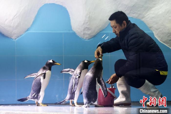 カワイイ！ジェンツーペンギン4羽の公開スタート　江蘇省南京海底世界