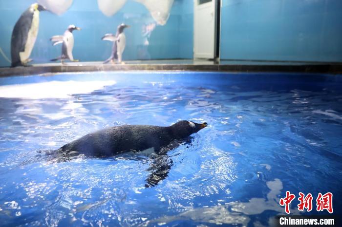 カワイイ！ジェンツーペンギン4羽の公開スタート　江蘇省南京海底世界