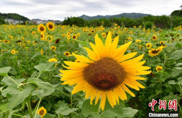 福建省上杭県古田鎮(zhèn)で、咲き誇るヒマワリ（撮影?張斌）。