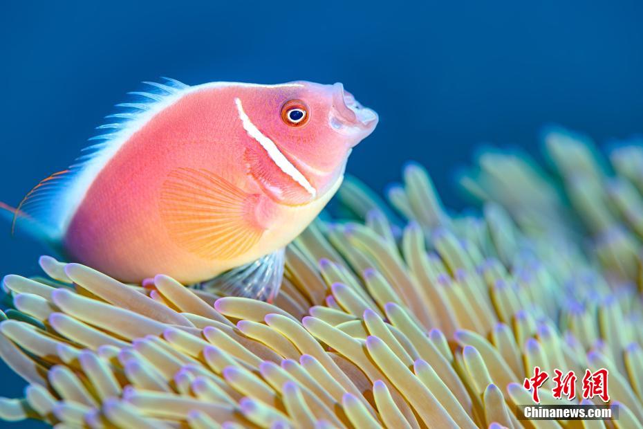 世界海洋デーに三亜の不思議な海洋生物を見る　海南省